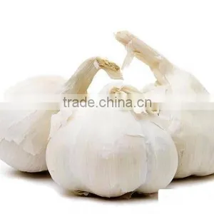 Common Cultivation Liliaceous Vegetables Fresh Garlic With High Quality thumbnail-1