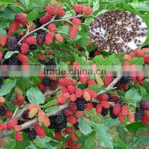 Fruit Tree Seeds Mulberry Tree Seeds For Sale thumbnail-1