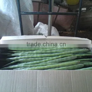 Drumstick Vegetable thumbnail-1