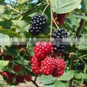 Raspberry Tree Seedling thumbnail-1