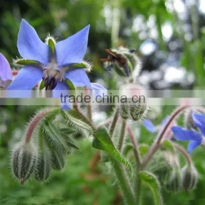 NSFessential Borage Oil thumbnail-3