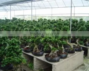 Zhangzhou Wisdom Industry & Trade Co., Ltd. company overview - view 3 thumbnail