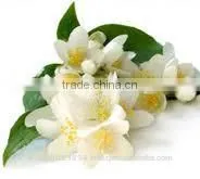 Jasmine Oil thumbnail-1