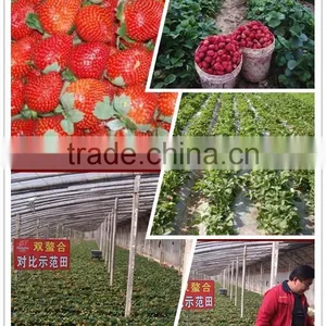 Organic Fulvic Acid 40% Instant Soluble Fertilizer +TE thumbnail-6
