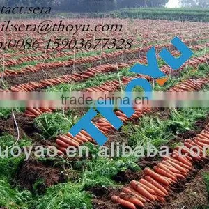 Best Selling and High Efficiency Carrot Harvest Machine thumbnail-1