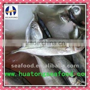 70-90g Big Eyes Frozen Horse Mackerel thumbnail-1