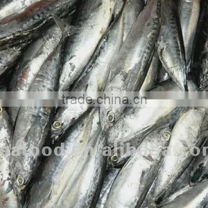FIRST CLASS FROZEN AND FRESH BONITO thumbnail-1