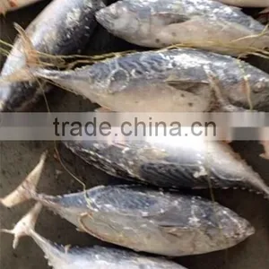 High Quality Frozen Bonito Tuna Whole Fish Frozen Bonito Tuna Fresh thumbnail-1