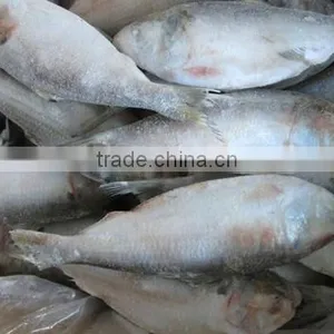 Frozen Sardine Fish thumbnail-1