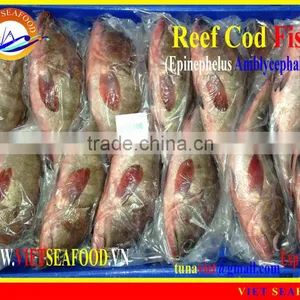 FROZEN REEF COD FISH WHOLE ROUND thumbnail-1