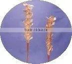 Christmas Dry Flowers thumbnail-1