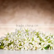Neroli Oil thumbnail-2