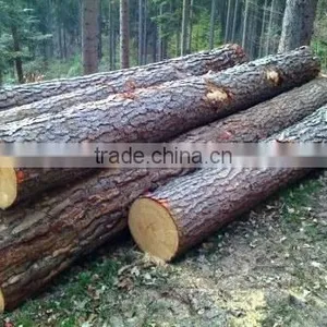 Pine Logs thumbnail-1