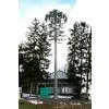 Tree Masts for Cellular Sites thumbnail-1