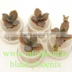Pet Plant, Mini Plant, Miniplant thumbnail-3