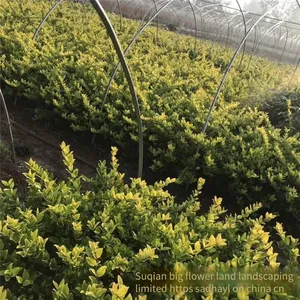 the Ligustrum Japonicum 'howardii' Balls With a Crown Width of 1 Meter Are Inexpensive and Have a High Survival Rate. thumbnail-5