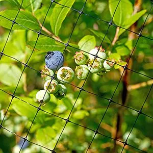 Factory Price Plastic Bird Netting Supplier China thumbnail-3