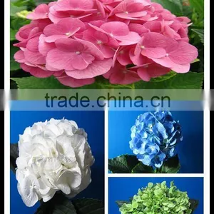 Home and Wedding Decoration Fresh Hydrangea Flower Decorative Hydrangea Cut Flowers thumbnail-1