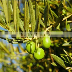 Water Soluble Oleuropein Powder of Olive Leaf Extract thumbnail-1
