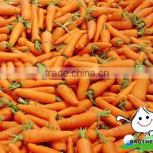 Fresh Carrot in Fresh Carrots,Organic Carrots thumbnail-5