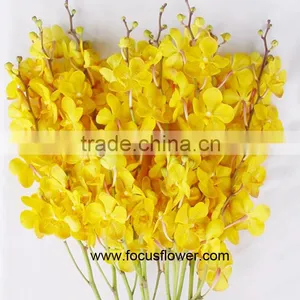 Ornamental Plants Fresh Cut Dendrobium Orchid From Kunming thumbnail-4