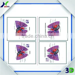 Custom High Quality 3d Embossed Anatomical Chart thumbnail-1