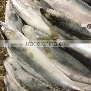 New Stock BQF WR Frozen Fish Mackerel 150g thumbnail-3