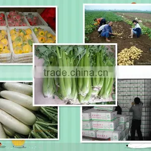 Chinese New Crop Fresh Celery All the Year Round thumbnail-1