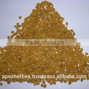 Spices Graecum / Fenugreek Seeds / Methi / Trigonella Foenum-Graecum thumbnail-2