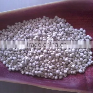MORINGA KERNEL thumbnail-1