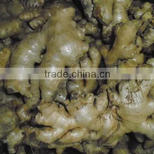 Viet Nam Ginger High Quality thumbnail-2
