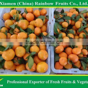 Fresh Mandarin thumbnail-1