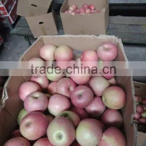 Paper Bagged Qinguan Apple thumbnail-1