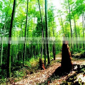 2016New Crop High Purity Moso Bamboo Seeds For Planting thumbnail-4