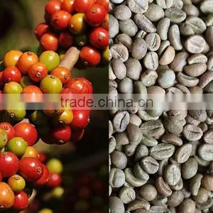WET POLISHED ROBUSTA GREEN COFFEE BEANS GRADE 1 SCREEN 18 thumbnail-3