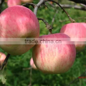 Apple Polyphenols / Phloretin / Phloridzin / Apple Extract thumbnail-3