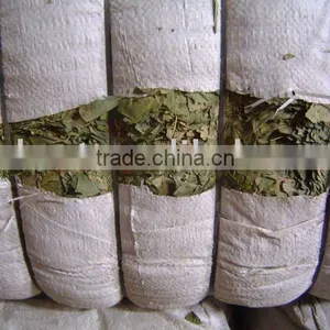 Ginkgo Biloba Leaves thumbnail-1