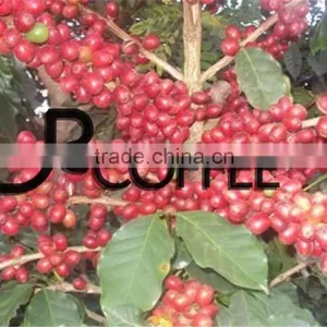 Arabica Roasted Coffee Beans Roasted Coffee thumbnail-1