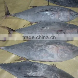 Frozen Yellowfin Tuna Whole thumbnail-1