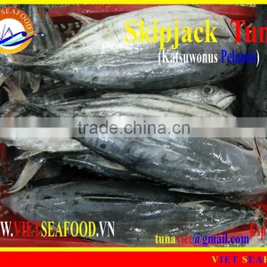 FROZEN SKIPJACK TUNA W/R thumbnail-1