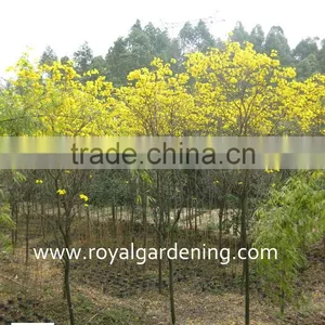 Tabebuia Chrysantha Tropical Trees thumbnail-1