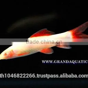 Rainbow Shark Albino / Ornamental Fish Exporter thumbnail-3