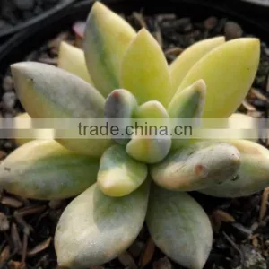 Echeveria Tolimanensis Variegated thumbnail-1