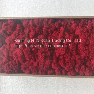 China Most Popuplar Everlasting Moss: The Key to Plant Walls thumbnail-1
