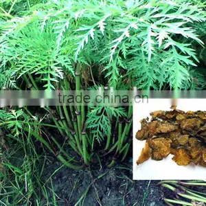 Factory Wholesale Ligusticum Chuanxiong Rhizome Oil 99% thumbnail-3