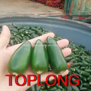 Canned Mexican Jalapeno Peppers thumbnail-1