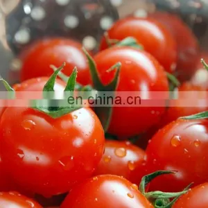 Factory Price Tomato Paste Processing Machine Ketchup Production Line Tomato Processing thumbnail-4