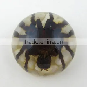 2016New Design Wholesale Paperweight With Real Insect thumbnail-1