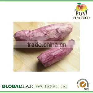Fresh Sweet Potato for Sweet Potato Powder thumbnail-1