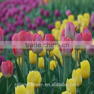 Best Selling Beautiful Fresh Cut Yellow Tulip Bulbs Flower for Exporting thumbnail-4